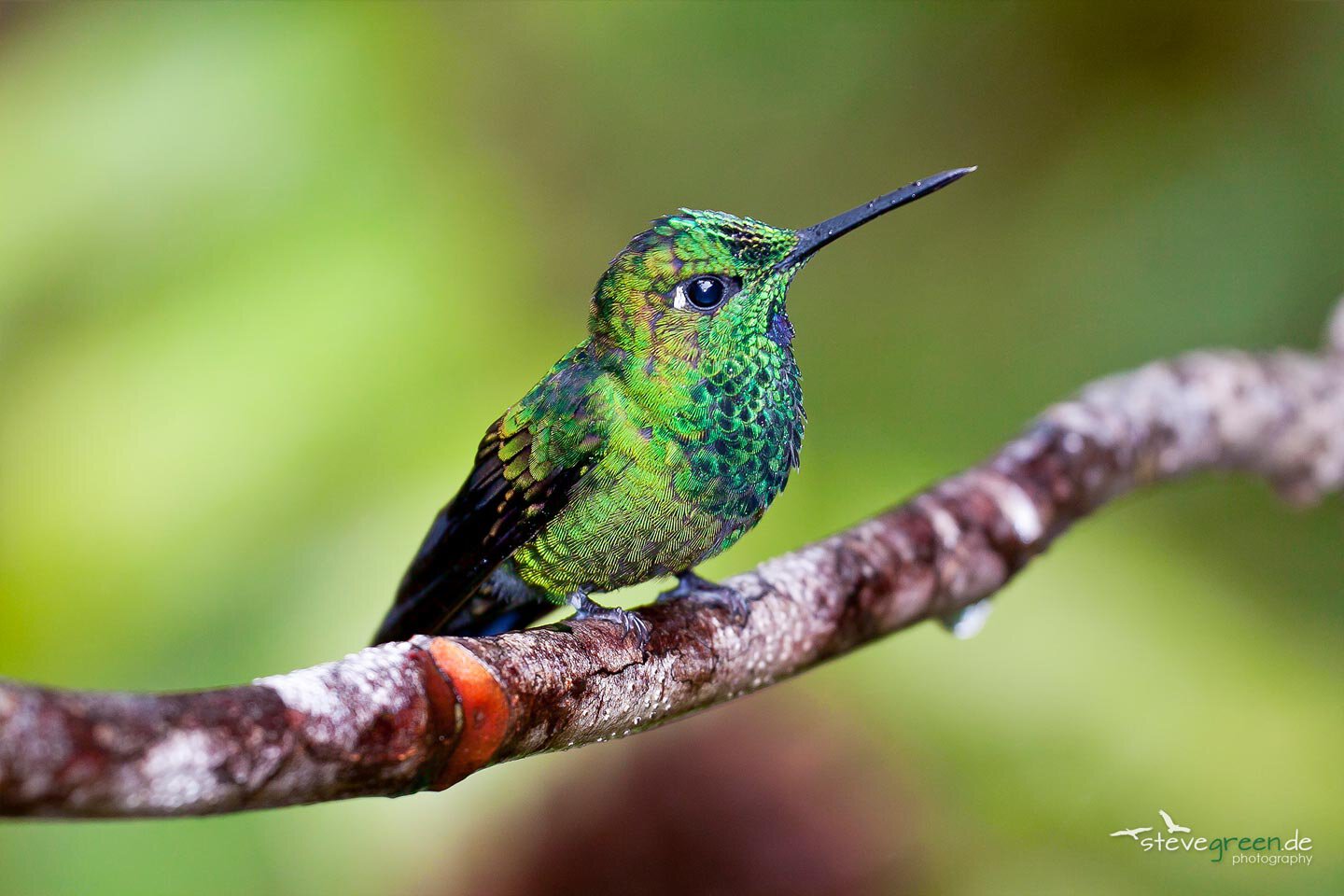 Costa Rica - Monteverde Reservat